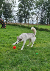 Does anyone have a dog that enjoys their stay in kennels?