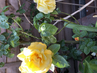 Long shot - anyone able to ID this rose for me?