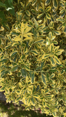 Can I grow new trees from making cuttings from these ones?