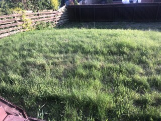 New garden, just grass - WWYD
