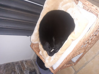 Let's see your relaxed cats