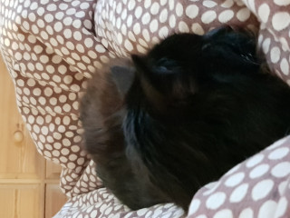Not my cats and friends
