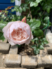 David Austin - The Generous Gardener 