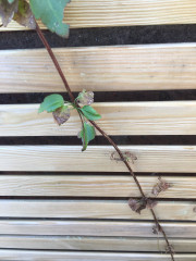 Clematis Cirrhosa ‘jingle bells’ help.