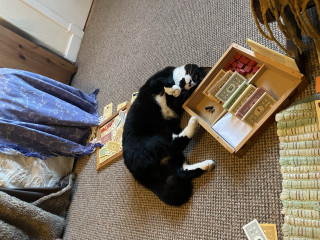 Let's see your relaxed cats