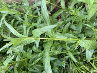 Weed or flower?