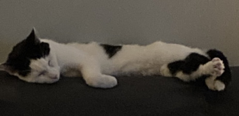 Let's see your relaxed cats