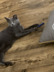 What quirky behaviour does your pet have?