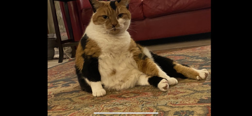 The vet says our cat needs fat camp