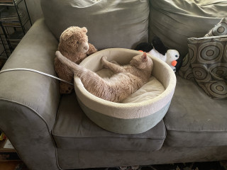 Let's see your relaxed cats