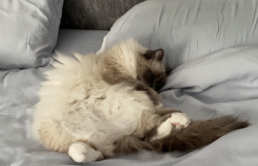 Let's see your relaxed cats