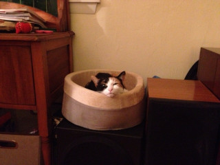 Let's see your relaxed cats