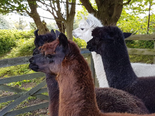 what's the point of llamas/alpacas?