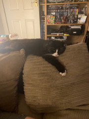 Let's see your relaxed cats