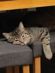 Let's see your relaxed cats