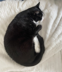 The vet says our cat needs fat camp