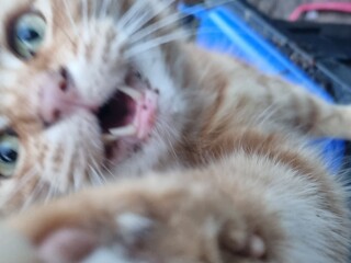 What has your experience of ginger  cats been ? 