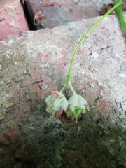 unusual shrub/tree for identification