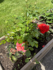 Dead rose after pruning