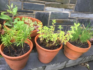Why are my herbs all so weedy?