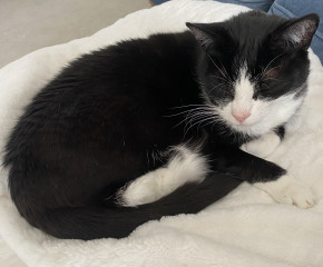 The vet says our cat needs fat camp