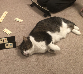 Let's see your relaxed cats