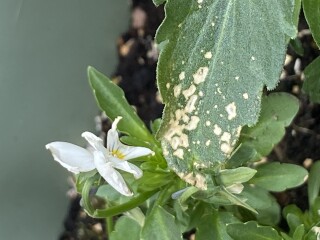 What's causing this damage on my violas? It's very distinctive.
