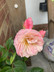 David Austin - The Generous Gardener 