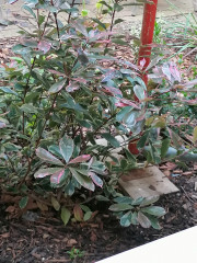 Can you name this plant please? 