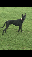RSPCA rehoming