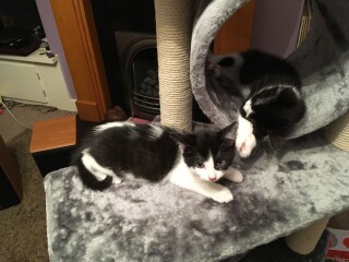 To regret adopting the cat after a day