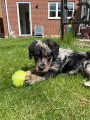 Puppy Teething/Biting