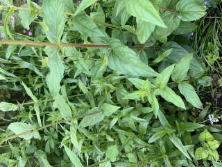 Weed or flower?