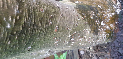 What are these insects and will they kill my magnolia?