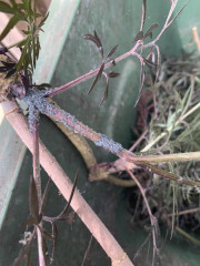 What is this on my Sambucus!?