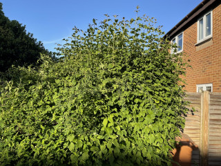 Help identifying plants please