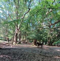 Come chat hiking with me!