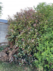 Help identifying plants please