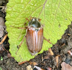 Can anyone identify this beetle (big) in my garden?