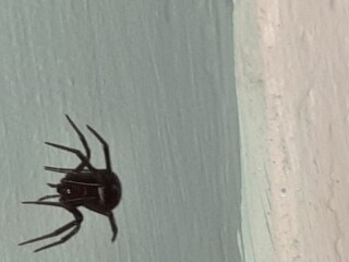 What is this spider?  Photos