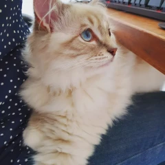 Just wanted to share my new kitten