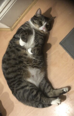 Let's see your relaxed cats