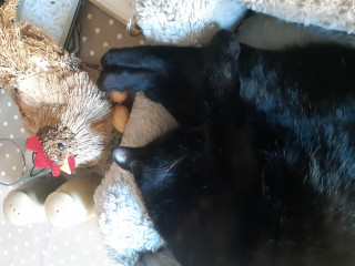 Let's see your relaxed cats