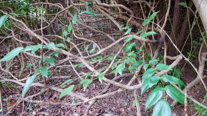 Can I save ancient leggy photinia and mahonia?
