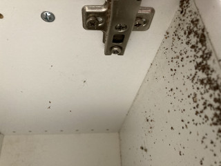 What is eating my cabinets? 