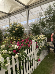 Anyone else following RHS Chelsea?