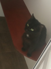 Our wee rescue cat! 