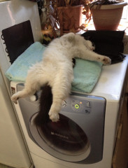 Let's see your relaxed cats