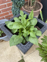 Who’s growing Dahlias this year