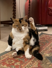 The vet says our cat needs fat camp